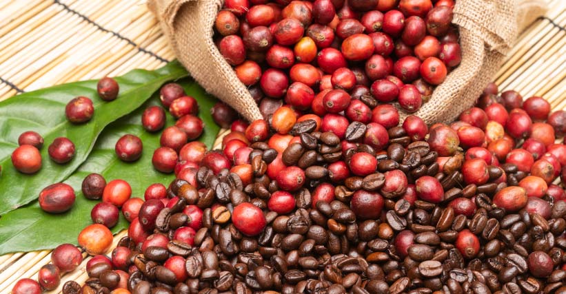 Café robusta e arábica - Grãos de café maduros e torrados espalhados sobre folhas verdes e superfície de bambu, saindo de um saco de juta.