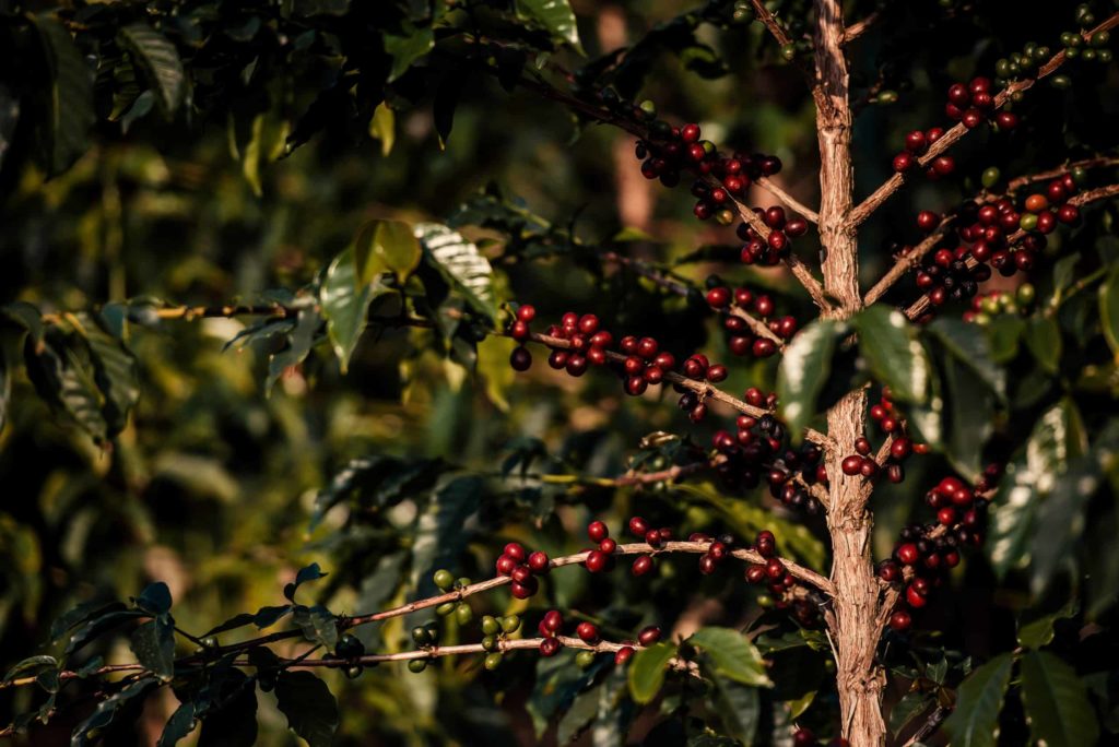 benefícios da cafeína - Pé de café com frutos