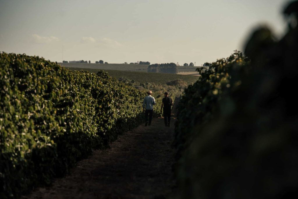 café de minas gerais - Foto de uma platação de café em Minas Gerais